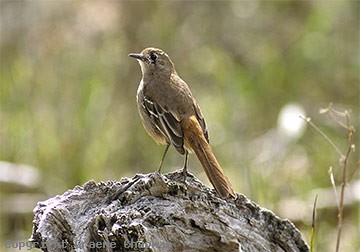 Pretty Southern scrub robin