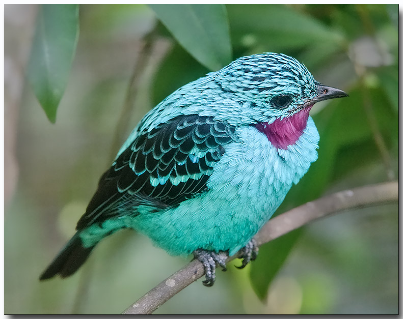 Spangled cotinga