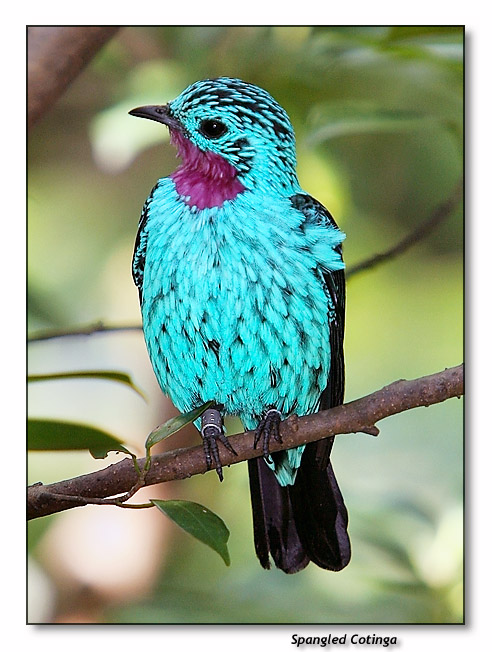 Pretty Spangled cotinga