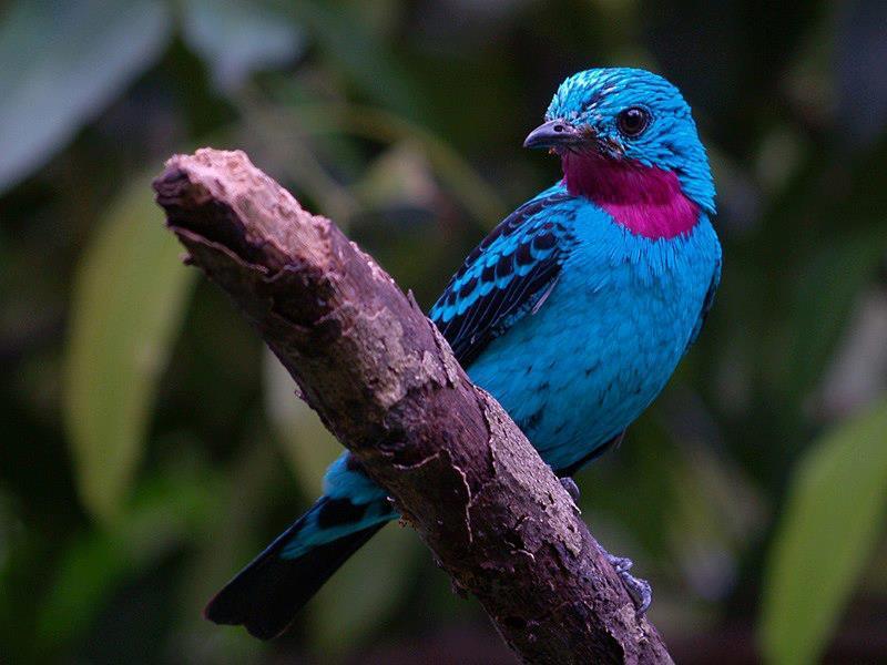 Pretty Spangled cotinga