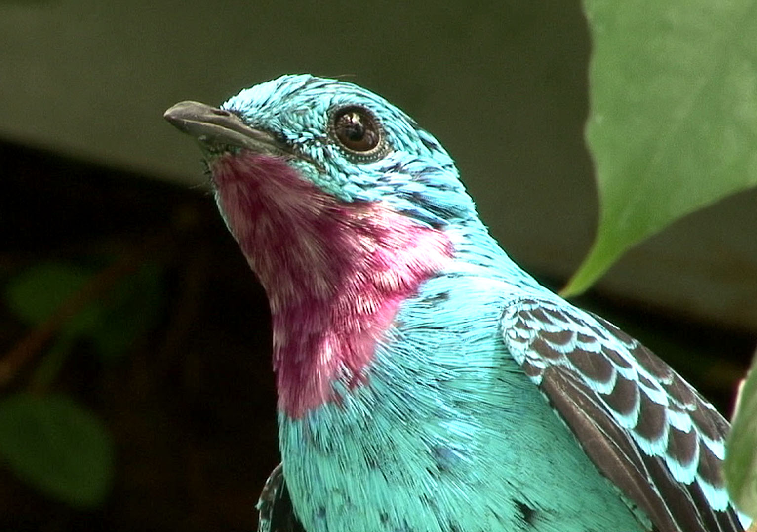 Pretty Spangled cotinga