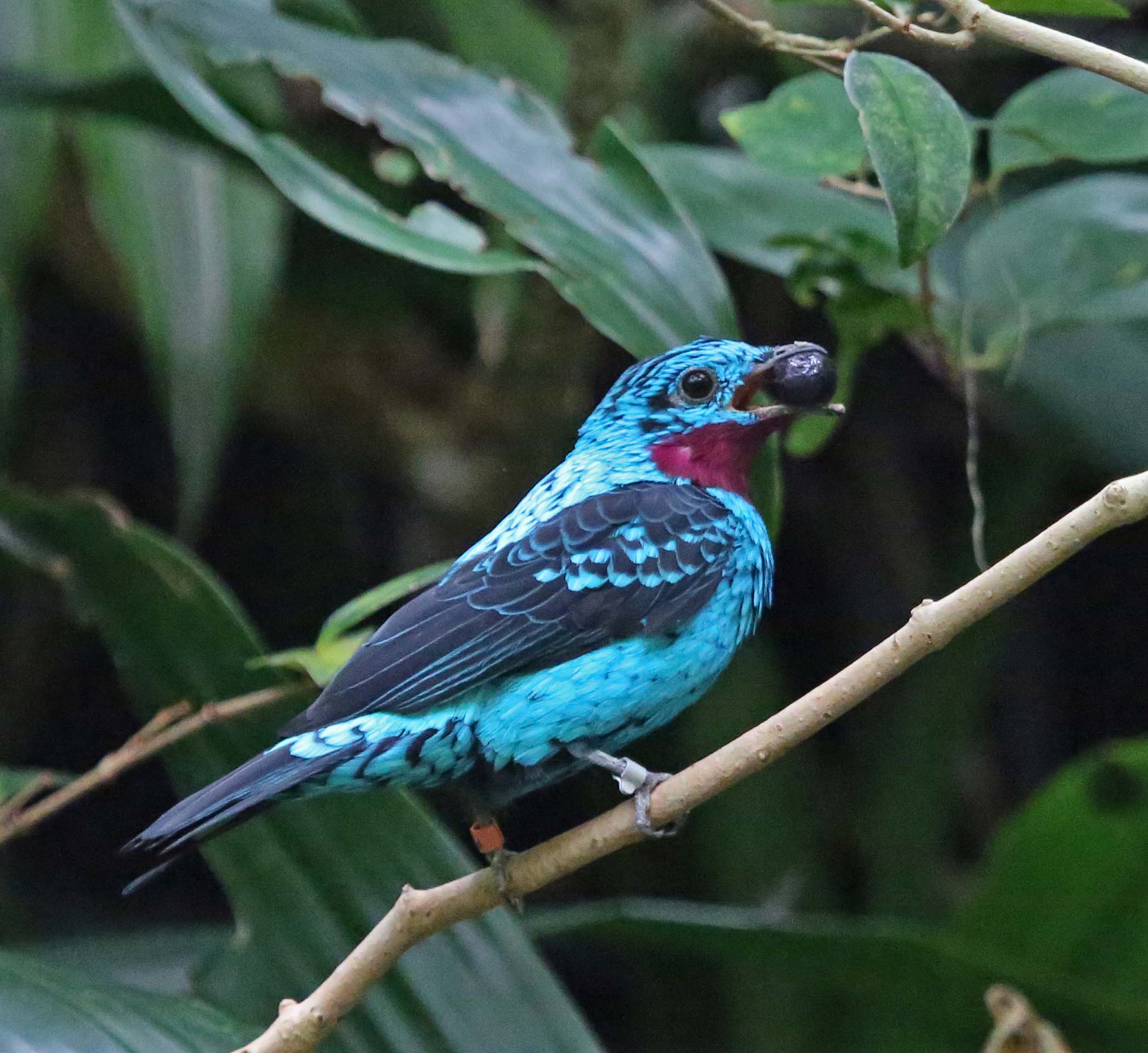 Pretty Spangled cotinga