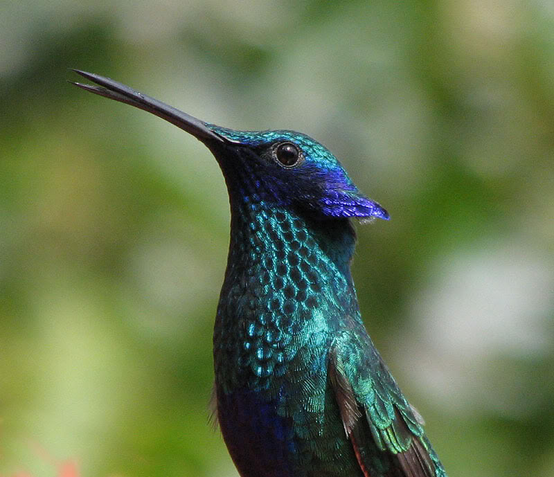 Sparkling violet-ear