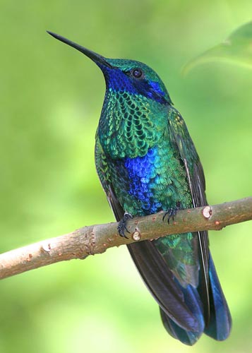 Pretty Sparkling violet-ear
