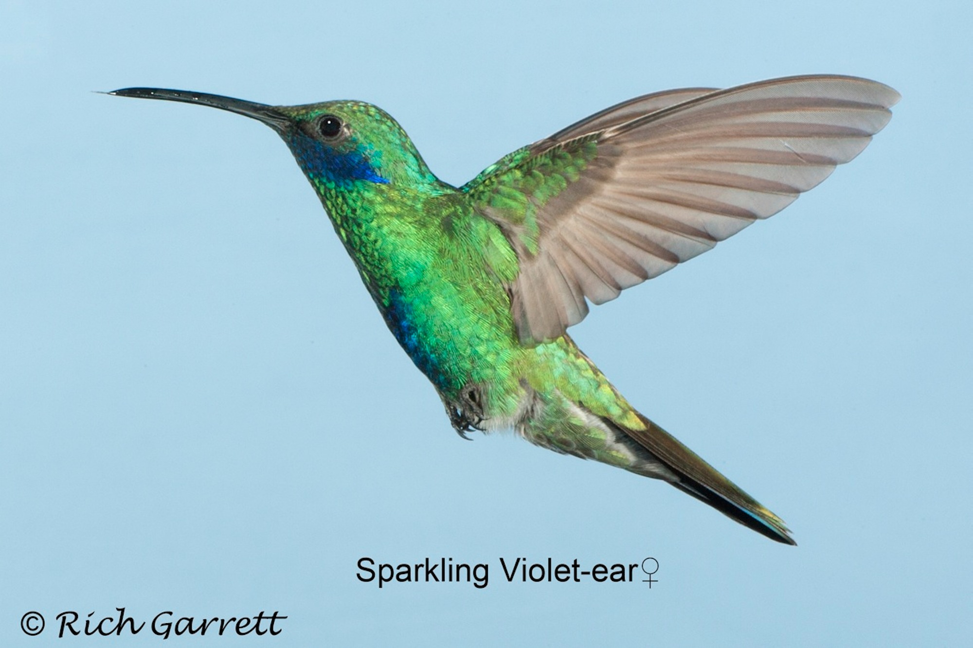 Pretty Sparkling violet-ear