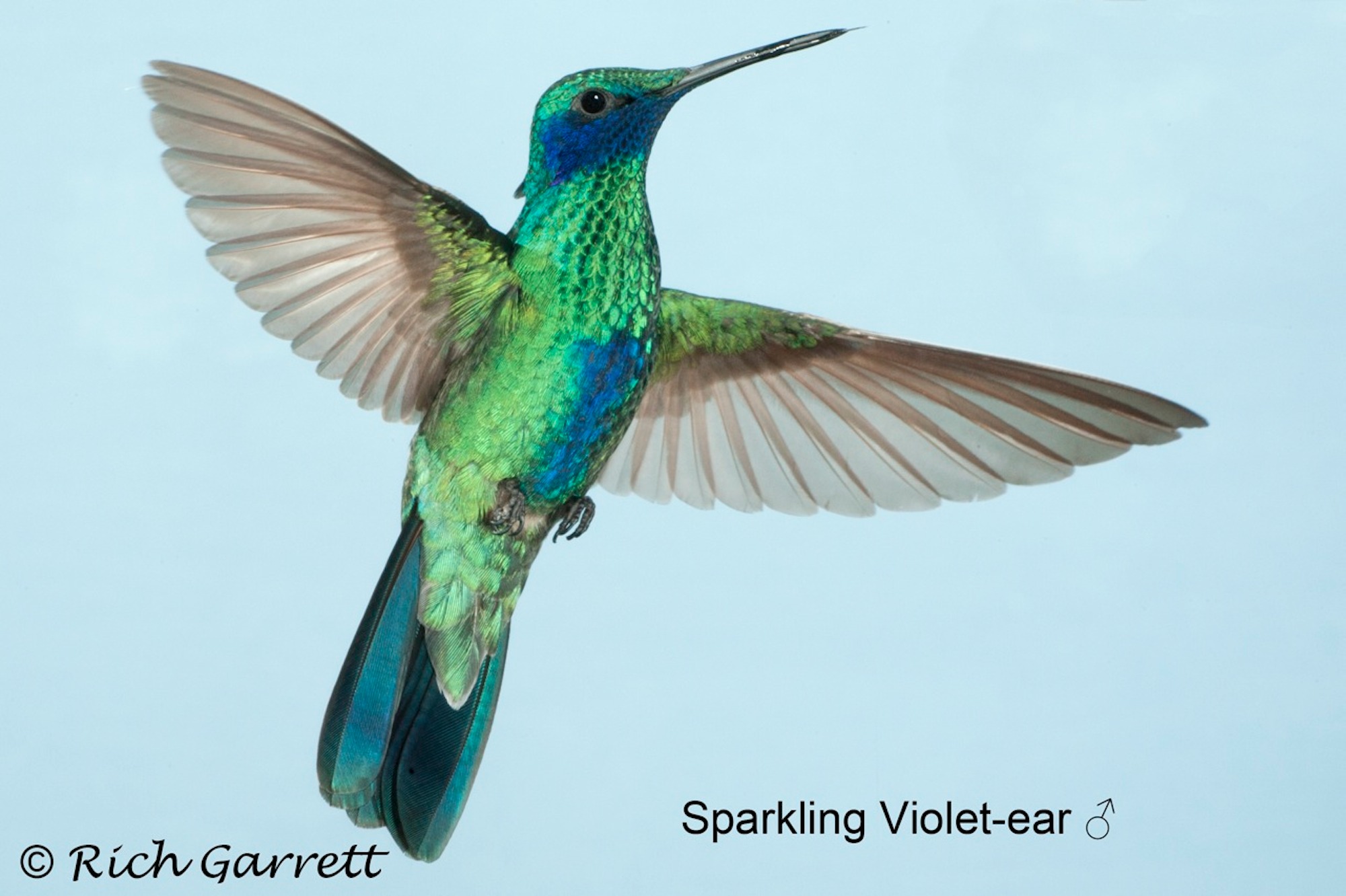 Pretty Sparkling violet-ear