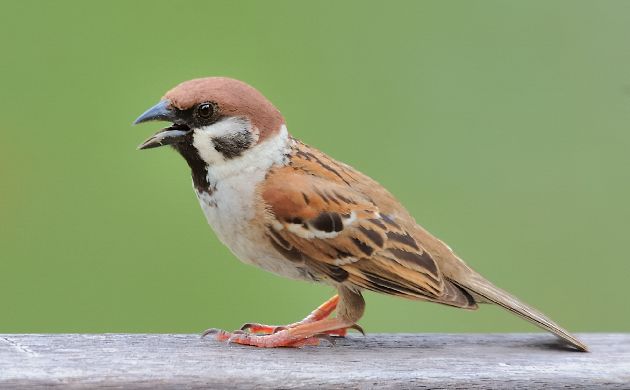 Nice Sparrows