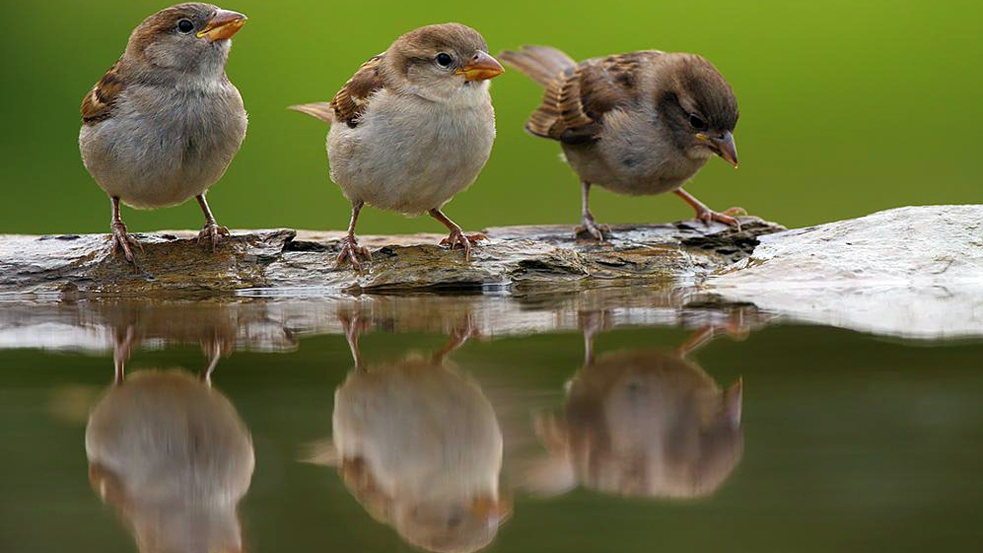 Photo Sparrows