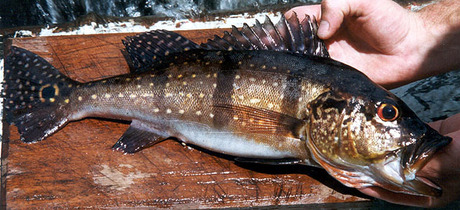 Speckled pavon