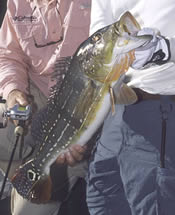 Pretty Speckled pavon