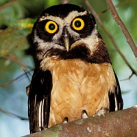 Spectacled owl