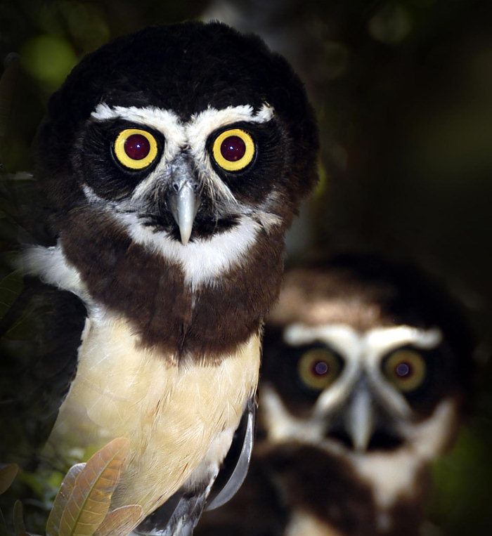 Pretty Spectacled owl