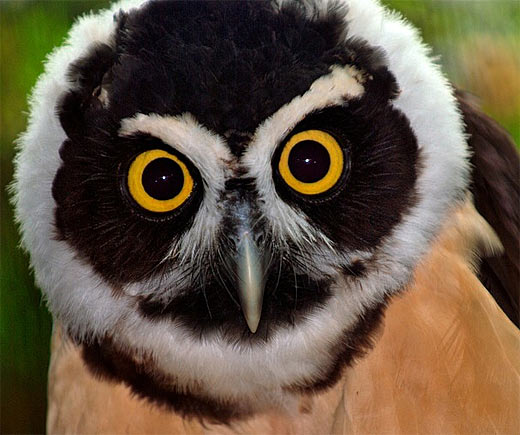 Pretty Spectacled owl