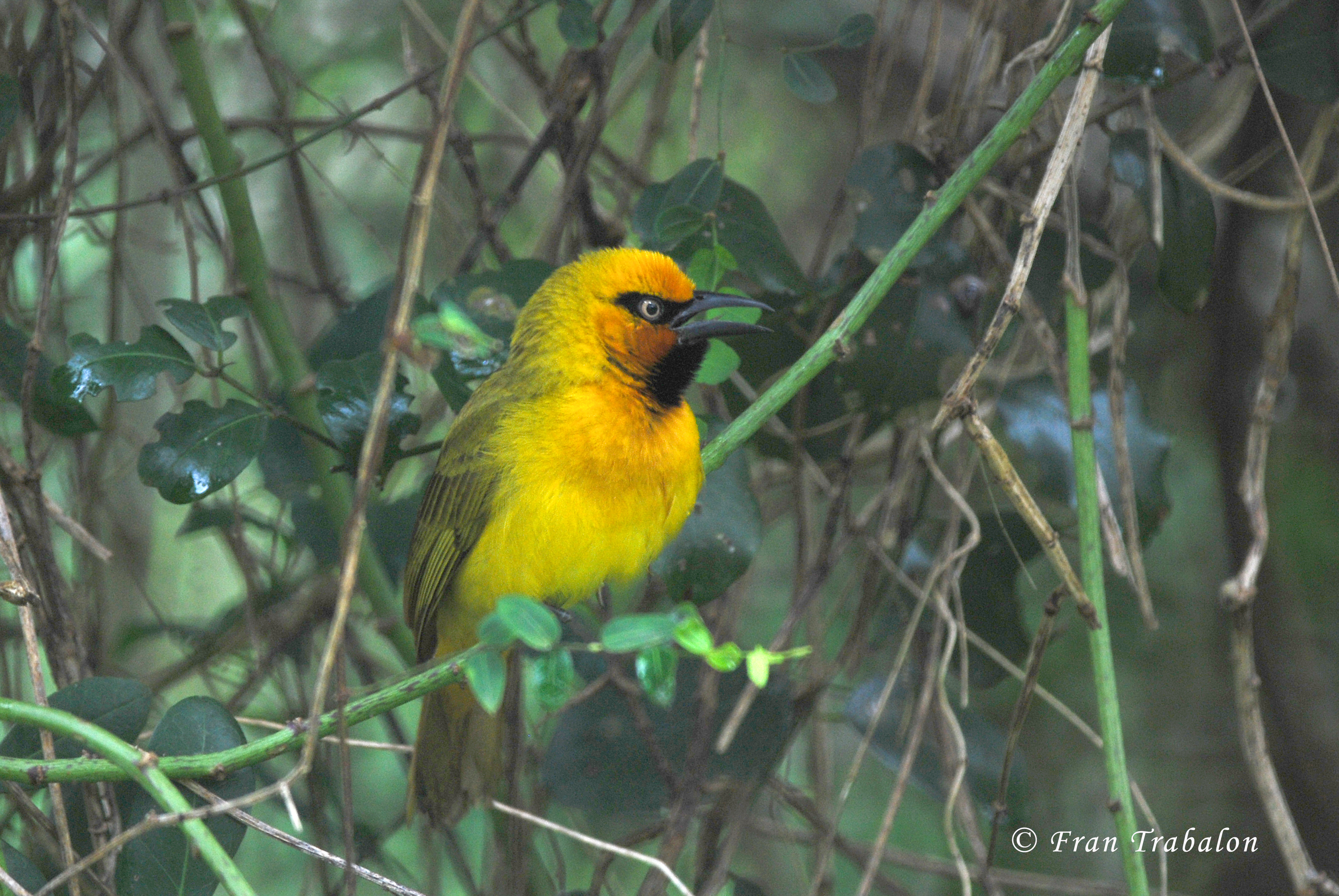 Pretty Spectacled weaver