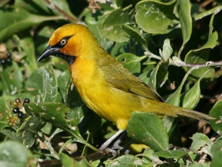 Pretty Spectacled weaver