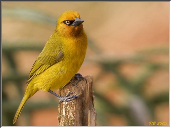 Pretty Spectacled weaver