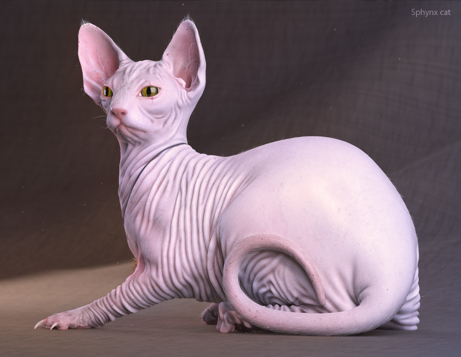 Pretty Sphynx Cat - Cat Breed