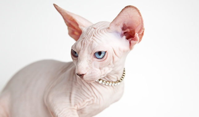 Cute Sphynx Cat - Cat Breed