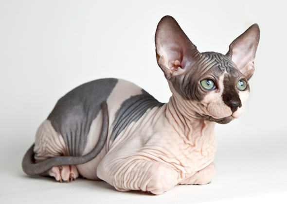 Wallpaper Sphynx Cat - Cat Breed