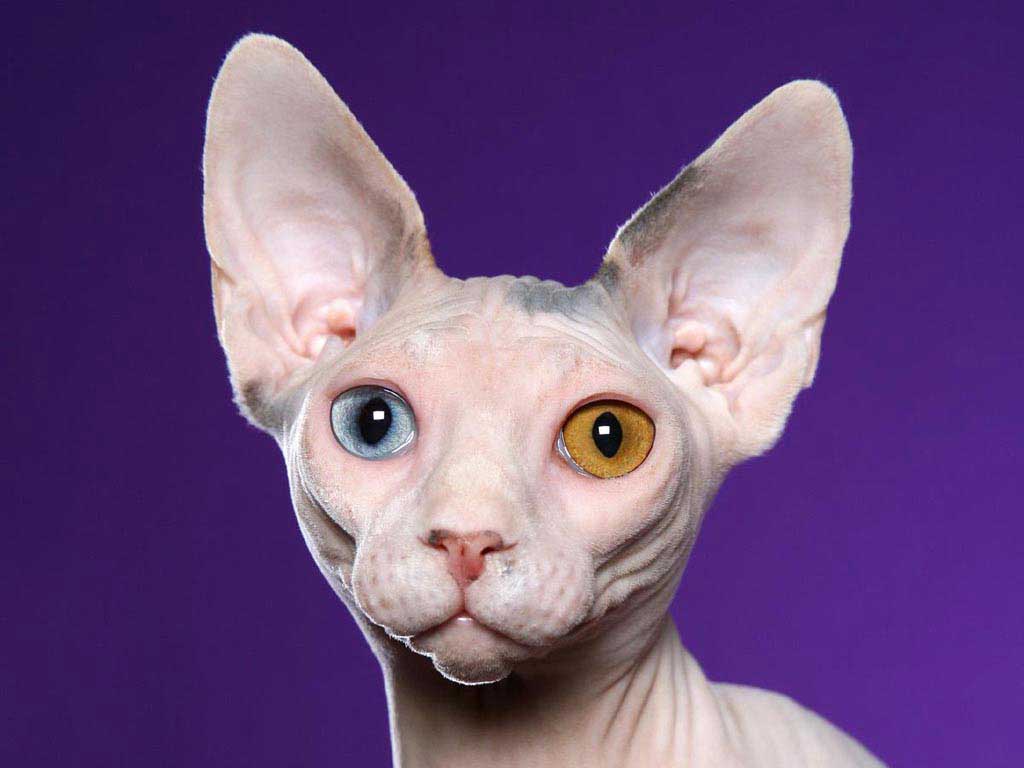 Photo Sphynx Cat - Cat Breed