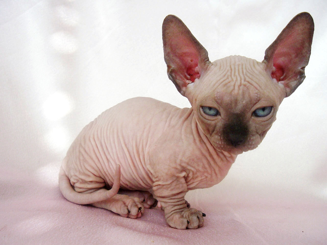 Sphynx Cat - Cat Breed photo 