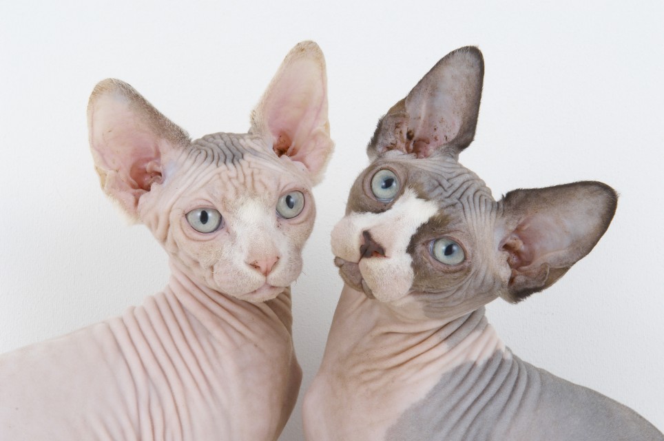 Sphynx Cat - Cat Breed wallpaper