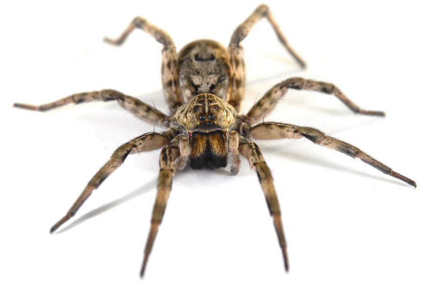 Wallpaper Spider