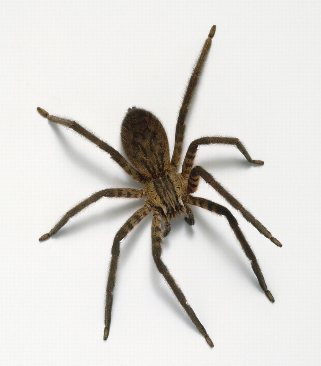 Photo Spider
