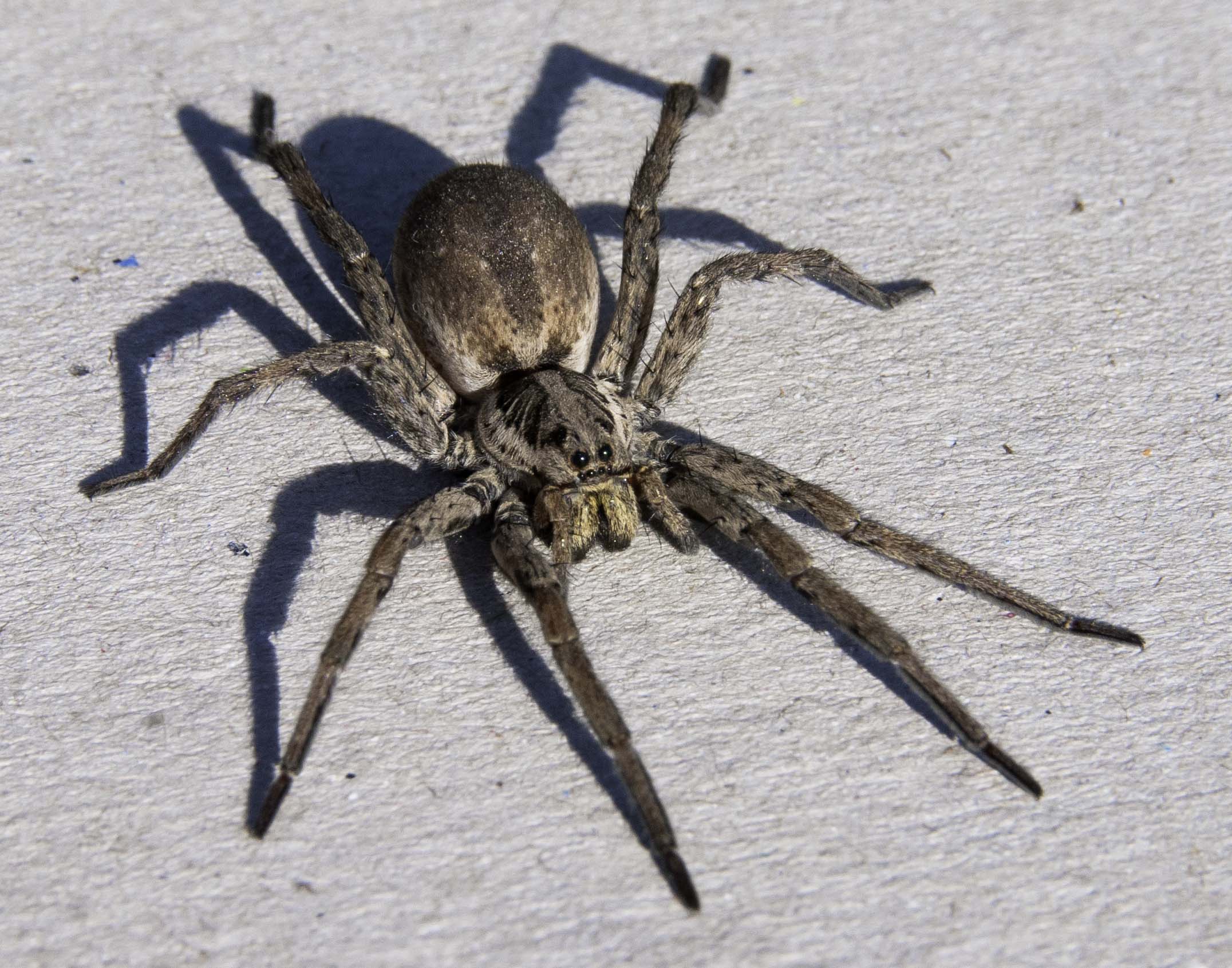 Spider photo 