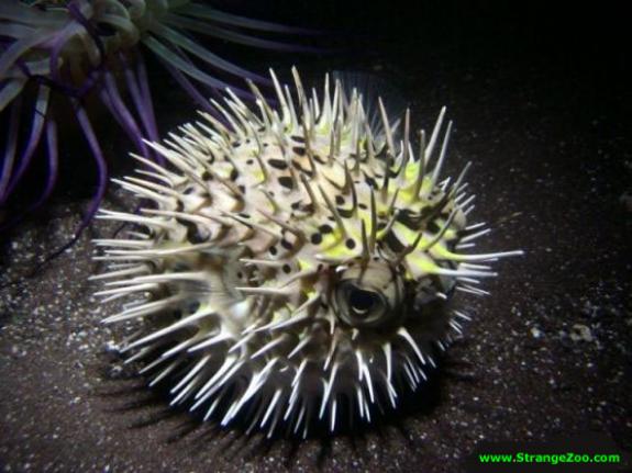 Pretty Spikefish