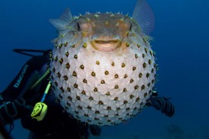 Pretty Spikefish