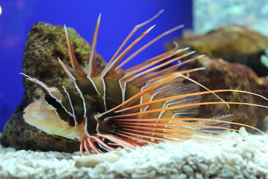 Pretty Spikefish