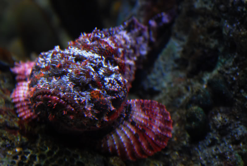 Pretty Spikefish