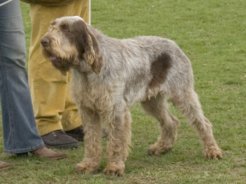 Spinone Italiano - Dog Breed
