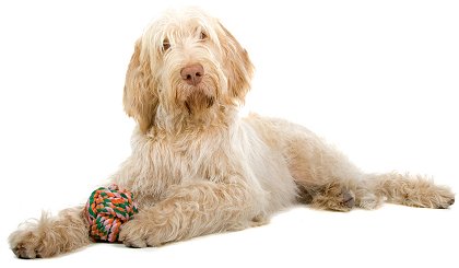Nice Spinone Italiano - Dog Breed