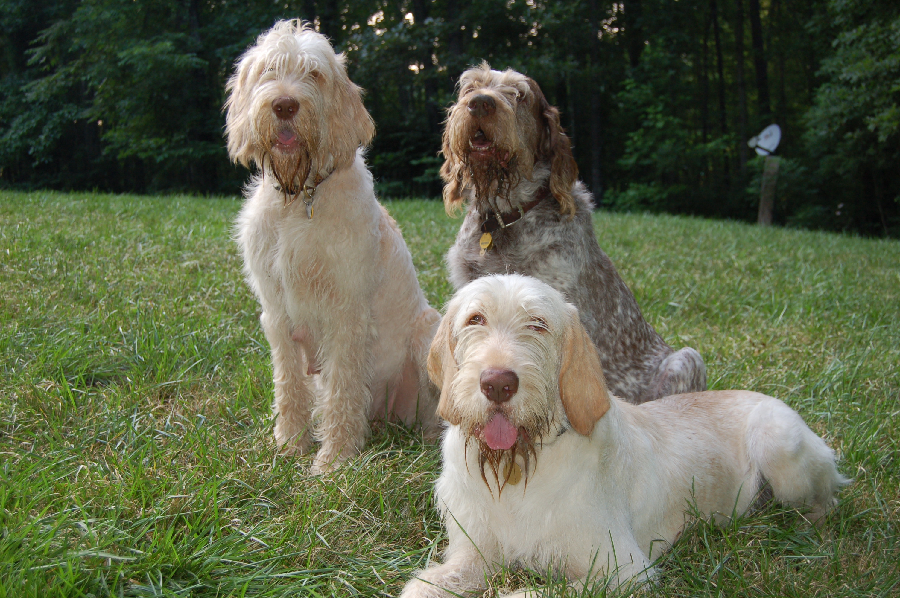 Cool Spinone Italiano - Dog Breed