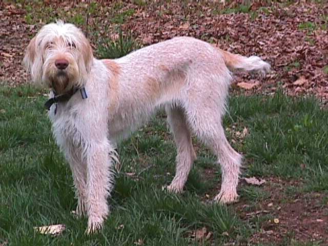 Pretty Spinone Italiano - Dog Breed