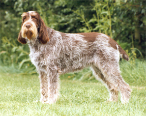 Cute Spinone Italiano - Dog Breed