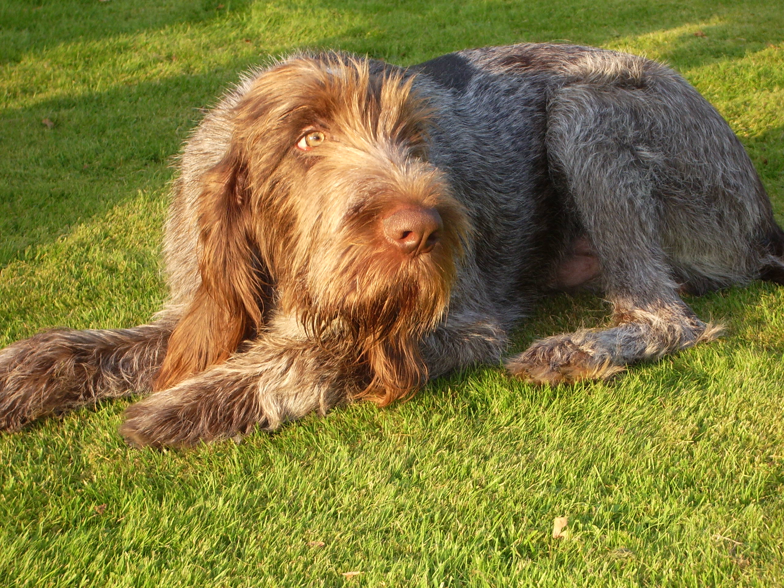 Wallpaper Spinone Italiano - Dog Breed