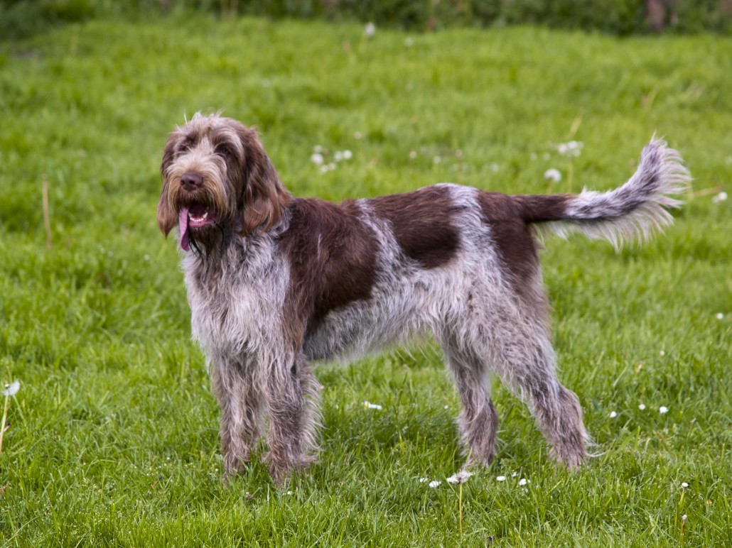Photo Spinone Italiano - Dog Breed
