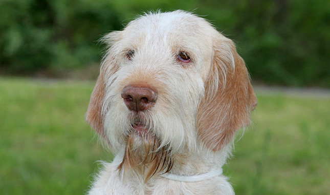 Spinone Italiano - Dog Breed photo 