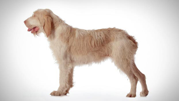 Spinone Italiano - Dog Breed wallpaper