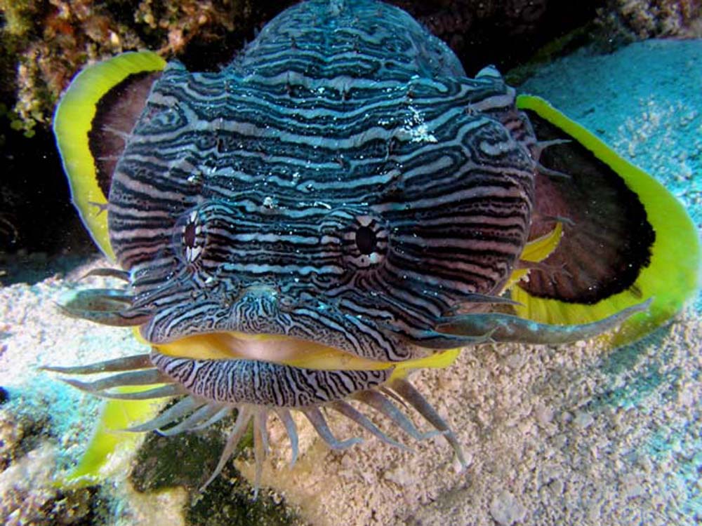 Splendid coral toadfish