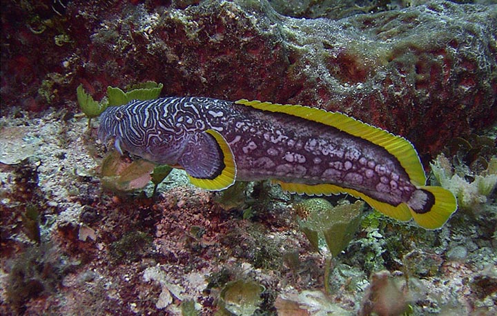 Pretty Splendid coral toadfish