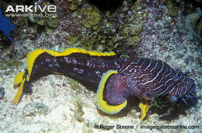 Pretty Splendid coral toadfish