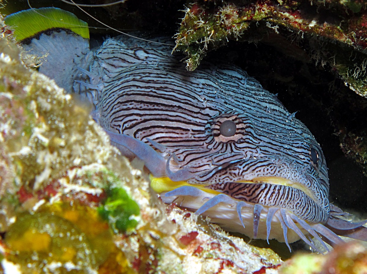 Pretty Splendid coral toadfish