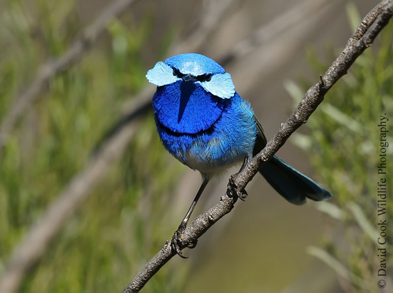 Splendid fairy-wren