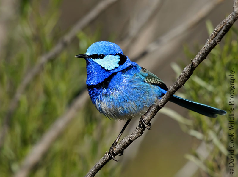 Pretty Splendid fairy-wren