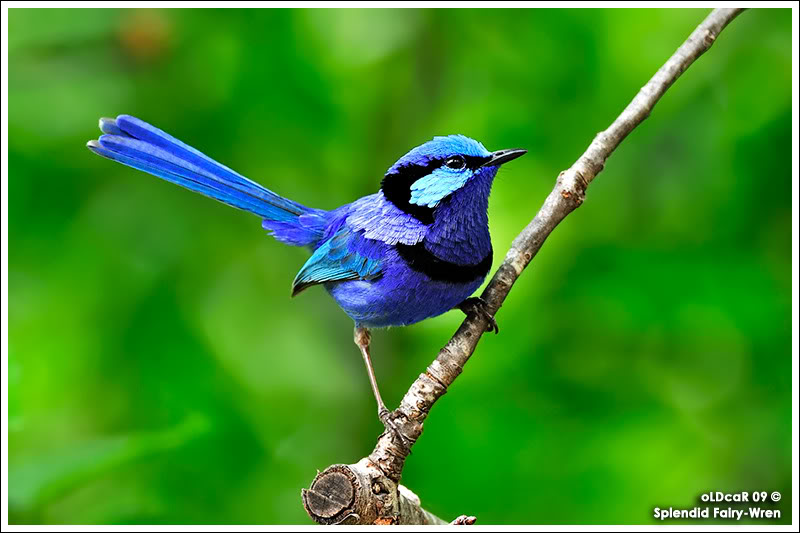 Pretty Splendid fairy-wren