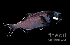 Splitfin flashlightfish